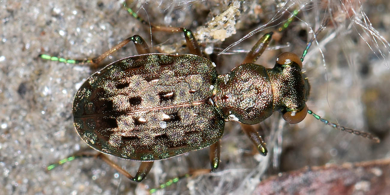 Avigliana, Lungo Dora: Carabidae lungo il fiume.